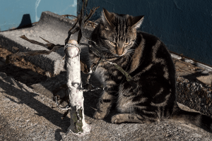 maugo dudek photography