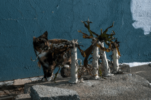 maugo dudek photography