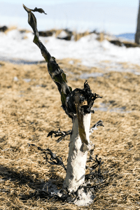 maugo dudek photography