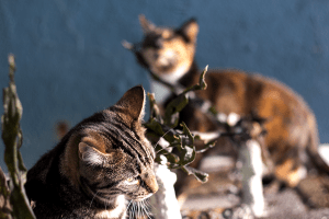 maugo dudek photography