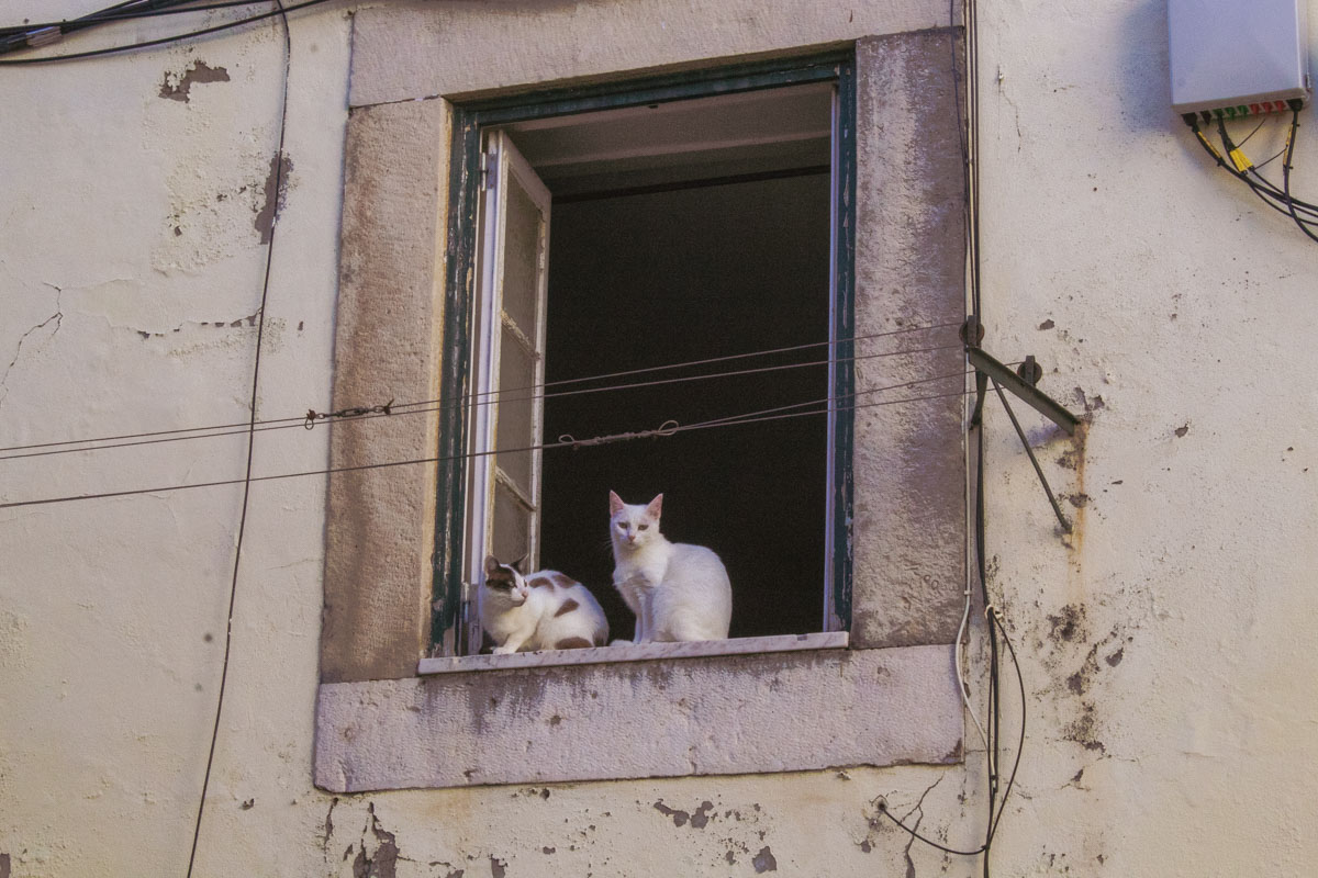 two white cats photographed in the old town in Lisboa, Portugal